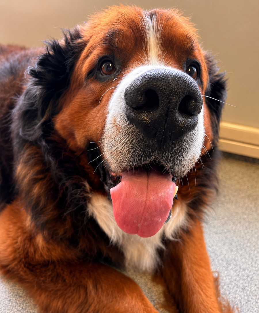 Bernese Mountain Dog named Angus at Seafield Vets, part of the Sandycove and Montrose veterinary clinics in South Dublin.