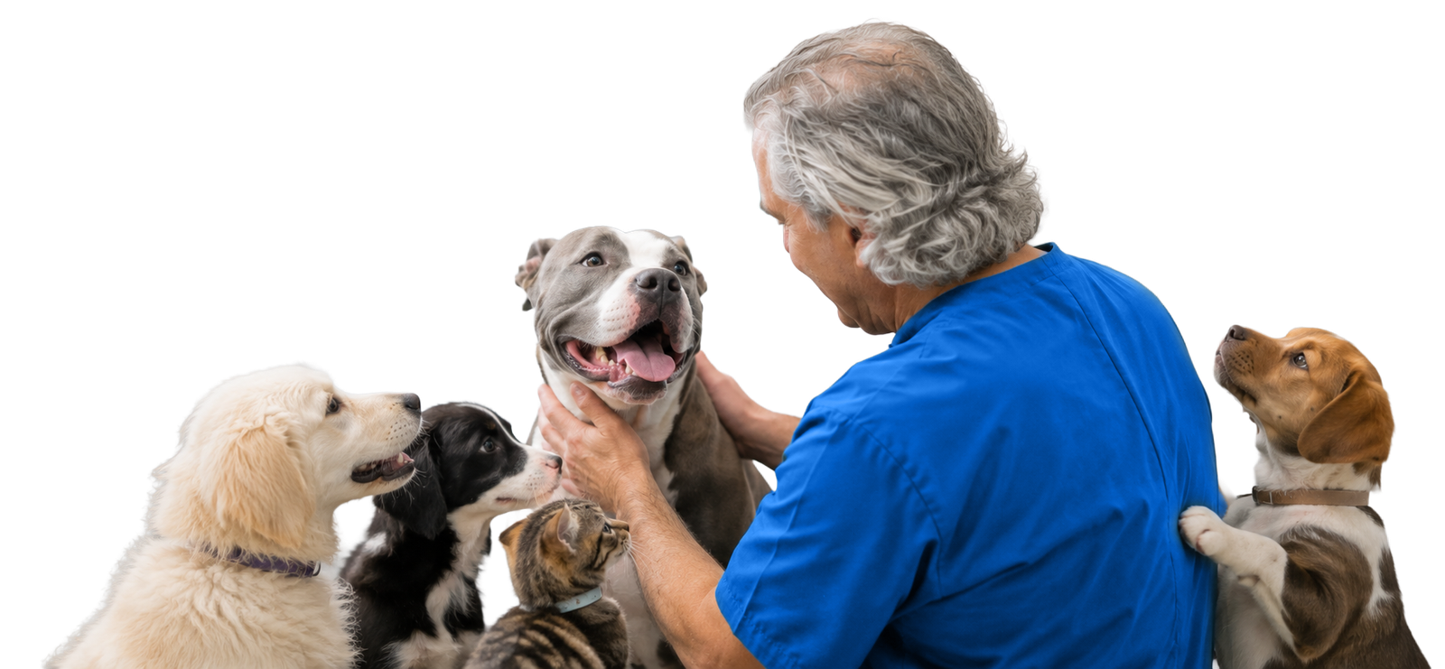 Veterinarian caring for happy dogs and cats, representing Seafield Vets, Sandycove Veterinary Clinic and Montrose Veterinary Clinic.